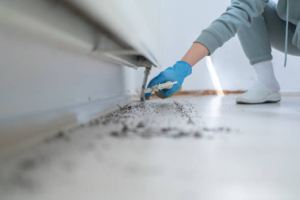 Best Bed Bug Extermination  in East Franklin, NJ